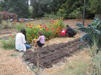 Teacher and children picking flowers in Organic Garden. 