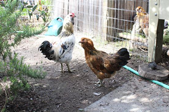 Two Chickens
