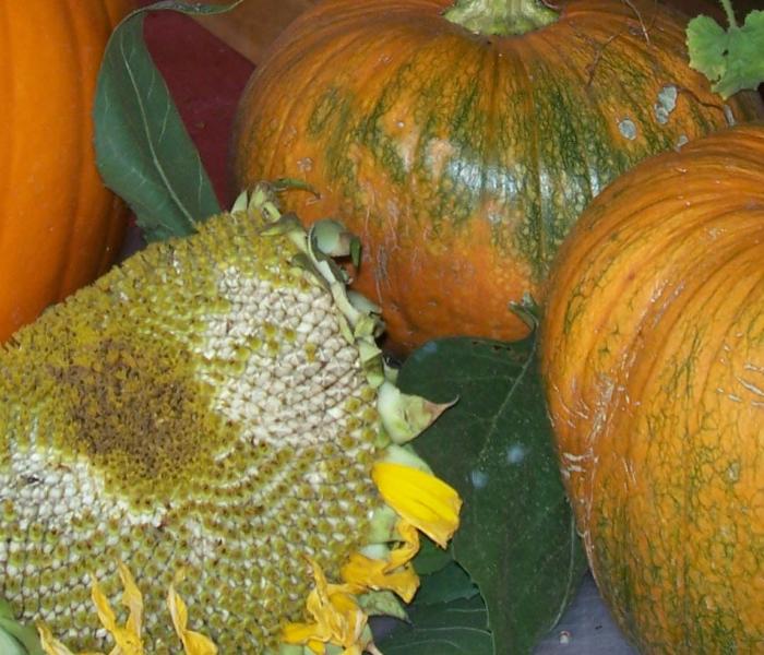 Fall Harvest