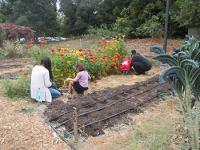 Teacher and children picking flowers in Organic Garden. 