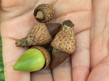 Acorns in Hands