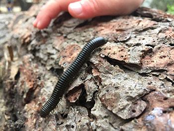 Centipede and Hand
