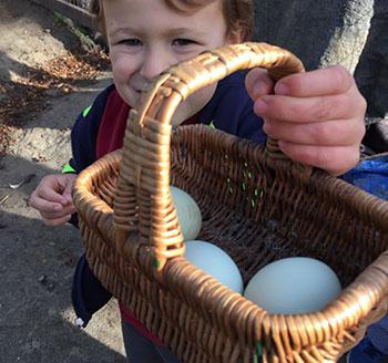 Eggs in Basket