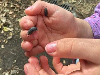 Rollie Pollie and Hands
