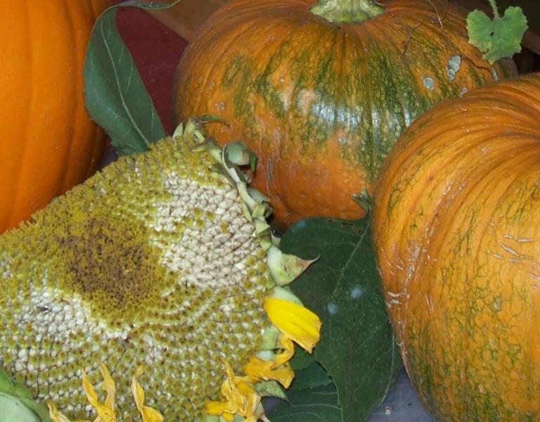 Fall Harvest